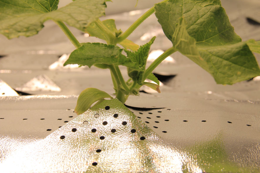 hydroponic gardening